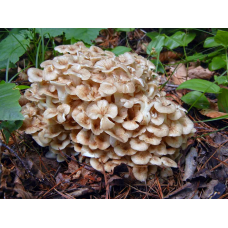 Мицелий Трутовика разветвленного / Грифола зонтичная (Polyporus umbellatus)